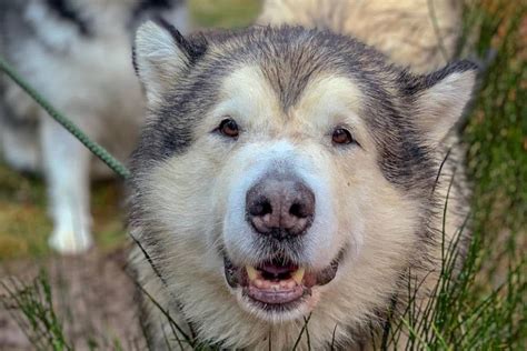 did phil the malamute die|life with malamutes net worth.